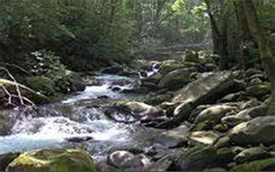 a newlywed couple at Greenbrier in the Smoky Mountains